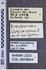 Etiketten zu Prosternon chrysocomum (NHMW-ZOO-COL-0008644)